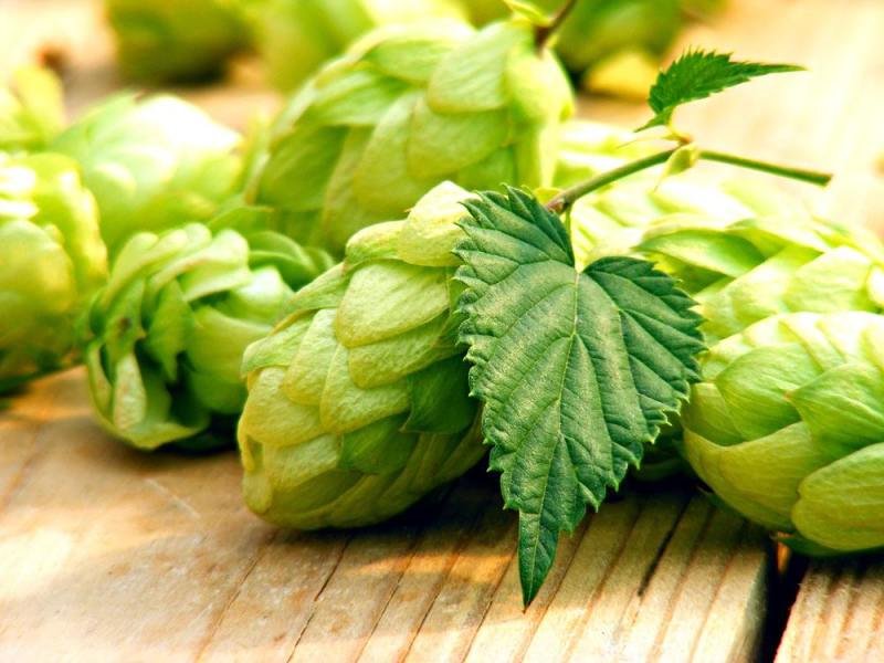 精釀啤酒 | 酒花制品的種類及特點(diǎn)有哪些？